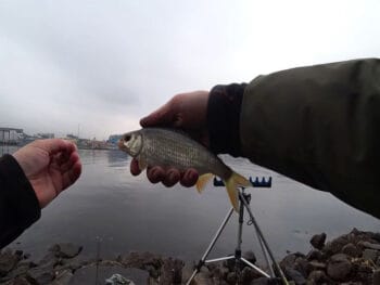 Експерт розповів, як ловити плотву на фідер у листопаді