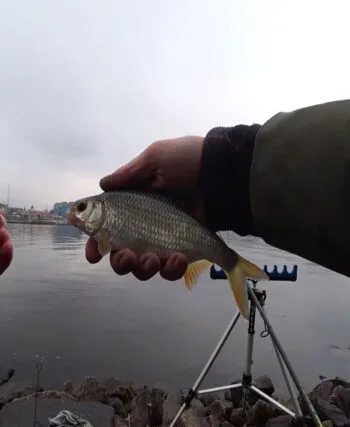 Експерт розповів, як ловити плотву на фідер у листопаді