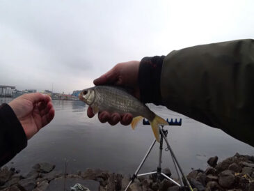 Експерт розповів, як ловити плотву на фідер у листопаді