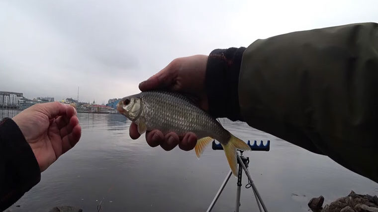 Експерт розповів, як ловити плотву на фідер у листопаді