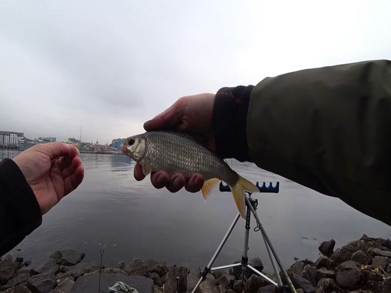 Експерт розповів, як ловити плотву на фідер у листопаді