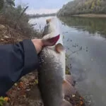 Як ловити жереха на Десні воблерами: місця та снасті