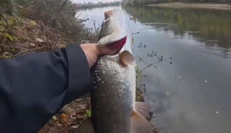 Як ловити жереха на Десні воблерами: місця та снасті