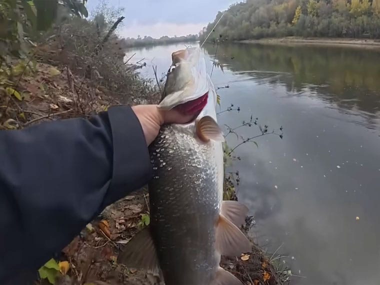 Як ловити жереха на Десні воблерами: місця та снасті