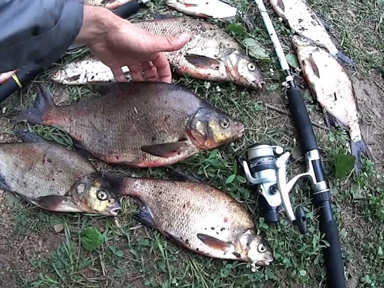 Як оснастити донку "Крокодил": 5 головних помилок новачків