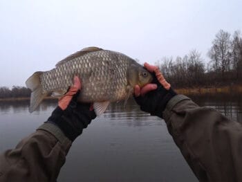 Як визначити вік карася: простий лайфхак з лускою