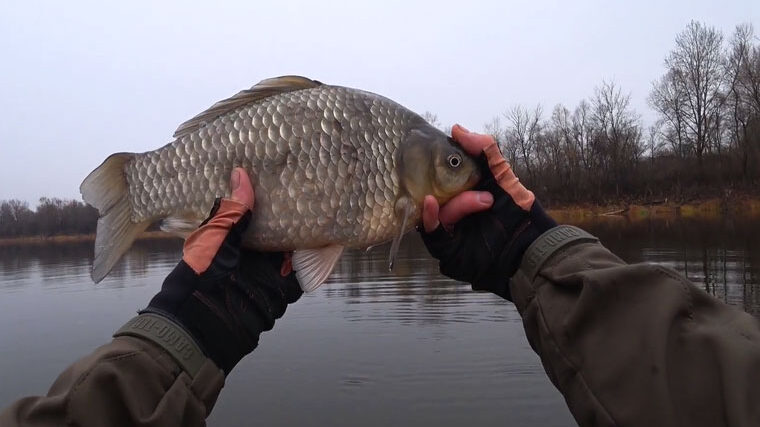 Як визначити вік карася: простий лайфхак з лускою