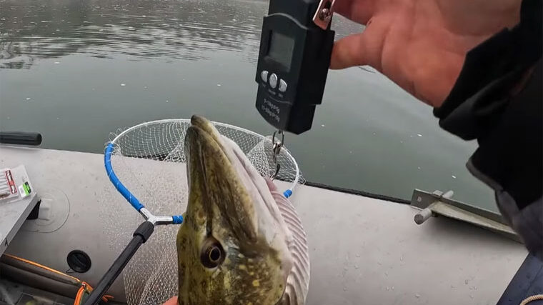 Як змусити пасивну щуку клювати в листопаді