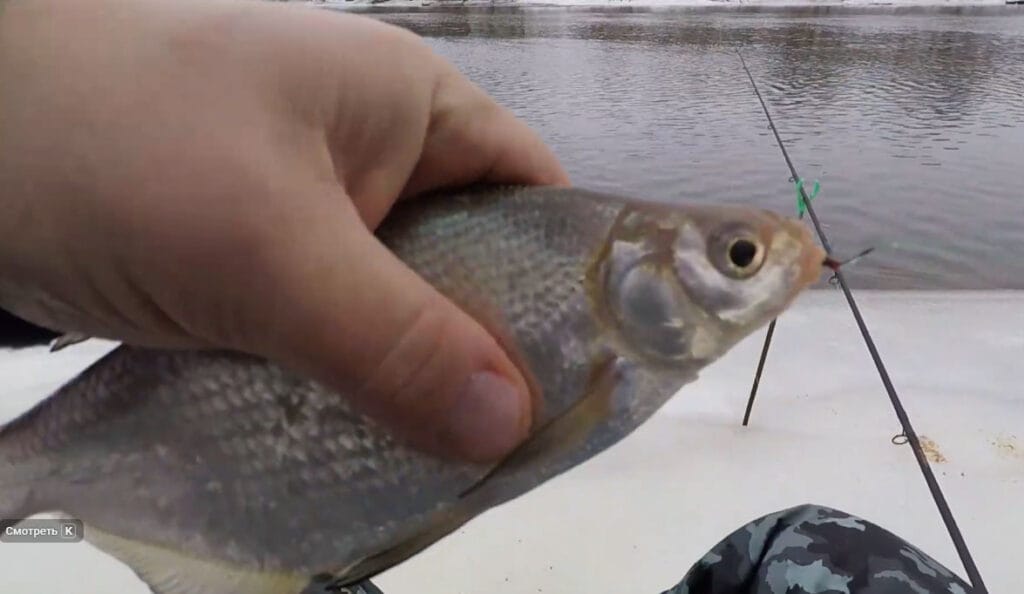 Яка риба клює у грудні?