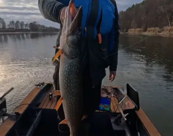 Які розміри риби дозволено ловити у 2026 році: повні норми