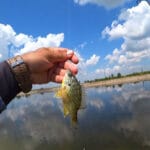 Хочете трофей, а не “шнурків”? Топ-3 приманки, які реально ловлять велику щуку наприкінці 2025 року