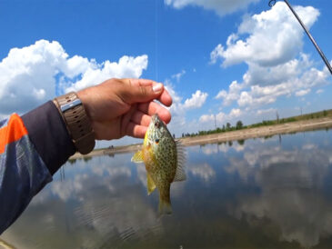 Які види риби дозволено ловити без обмежень у 2026 році