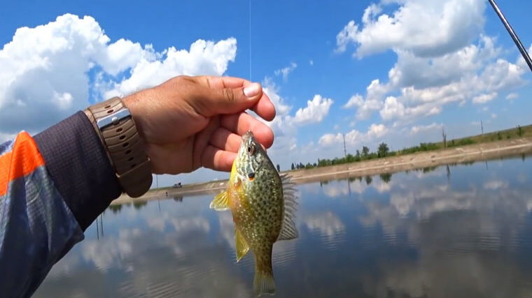 Які види риби дозволено ловити без обмежень у 2026 році