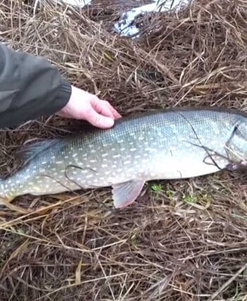 5 фактов о щуке в декабре, которые всегда принесут вам хороший улов