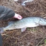 7 звичок ляща в грудні, які допомагають стабільно ловити на течії