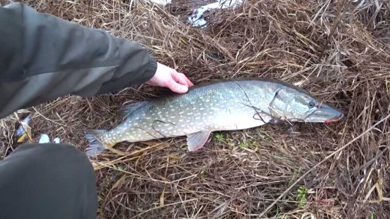 5 фактів про щуку в грудні, які завжди принесуть вам гарний улов