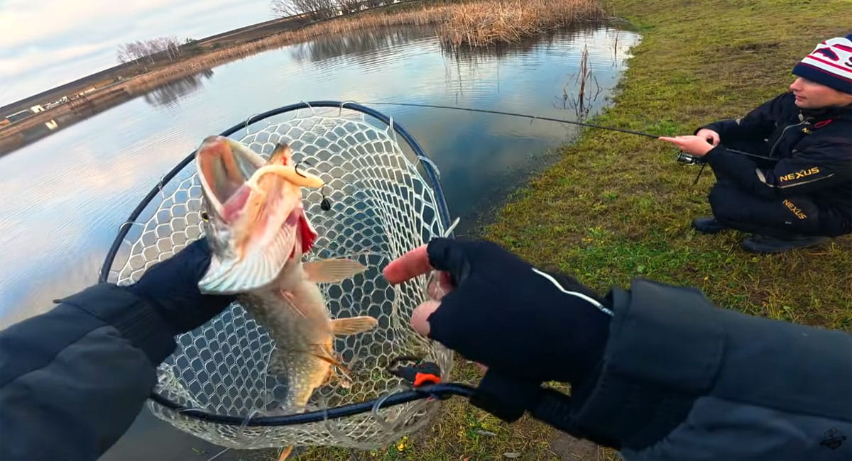 50 щук за 5 часов: аномальный клев в декабре