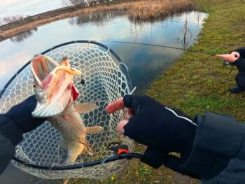 50 щук за 5 годин: аномальне клювання в грудні