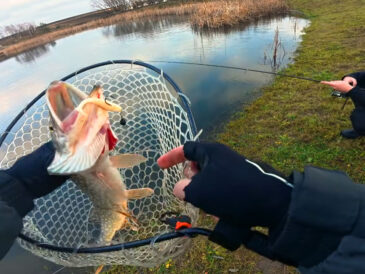 Рибалки повідомили про масове клювання: 50 щук за 5 годин на новій водоймі (відео)