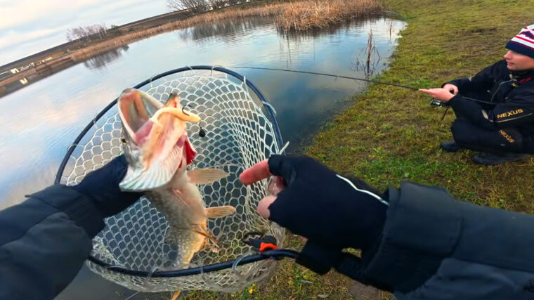 50 щук за 5 годин: аномальне клювання в грудні