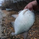 5 причин, почему судак в декабре смещается в ямы и как это использовать рыболову