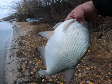 7 привычек леща в декабре, которые помогают стабильно ловить на течении