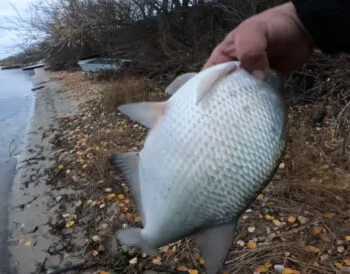 7 звичок ляща в грудні на течії