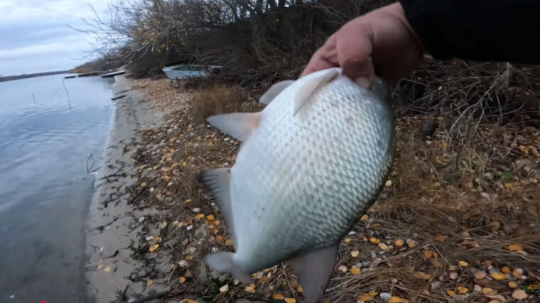 7 звичок ляща в грудні на течії