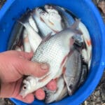 Зимовий спінінг на обвідному каналі КВХ: кльову майже немає, риболовля стала помітно складнішою