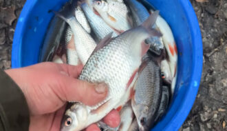 Чому плітка йде з ям у грудні - спостереження з Десни