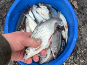 Чому плітка йде з ям у грудні - спостереження з Десни