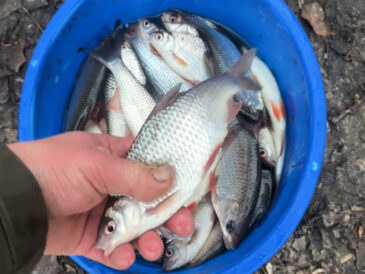 Активність плітки на річках Київщини: чому ями перестають працювати взимку (відео)