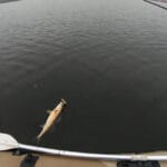 Рибалки повідомили про масове клювання: 50 щук за 5 годин на новій водоймі (відео)