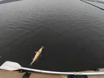 5 причин, чому судак у грудні зміщується в ями і як це використовувати рибалкам