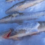 Плотва подходит к лунке и сразу уходит: причина, о которой редко задумываются