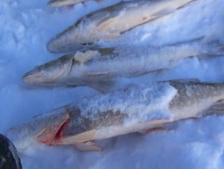 Что изменить при ловле со льда, чтобы рыба не уходила с точки