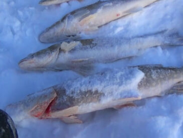 Что изменить при ловле со льда, чтобы рыба не уходила с точки