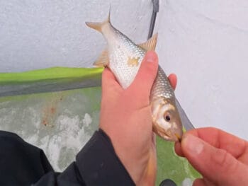 Де шукати плітку взимку - найкращі ділянки, які стабільно дають клювання?