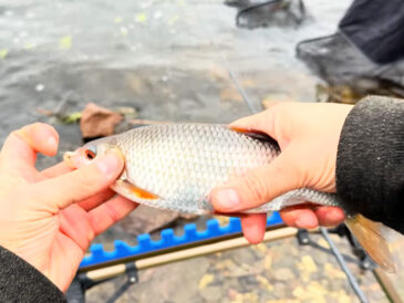 Фидер в декабре оказался результативнее спиннинга: что изменилось на водоемах