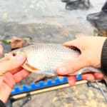 Одна форма, яка замінює десятки зимових приманок: простий спосіб полегшити риболовлю