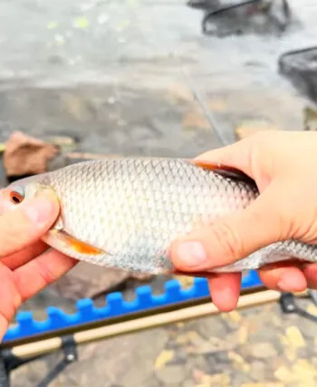 Фідер став ефективнішим за спінінг у грудні - нові спостереження з водойм