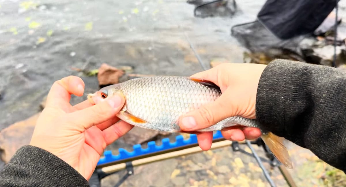 Фідер став ефективнішим за спінінг у грудні - нові спостереження з водойм