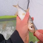 Как ловить окуня зимой – лучшие приемы, которые работают в январе?