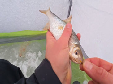 Где искать плотву зимой – лучшие участки, которые стабильно дают поклевки?