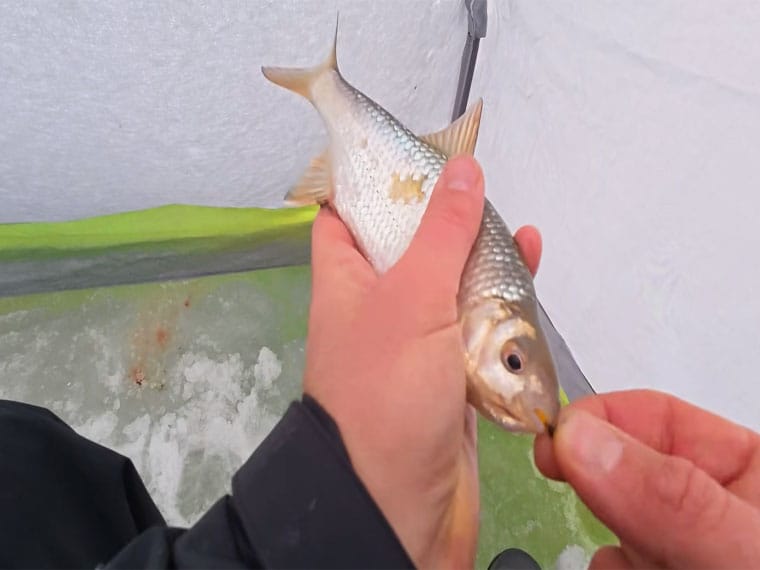 Где искать плотву зимой – лучшие участки, которые стабильно дают поклевки?