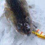 Какие приманки работают зимой лучше всего — мормышки, блесны или балансиры?