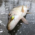 Рыбалка на фидер в декабре: как обмануть осторожного карася в прозрачной воде