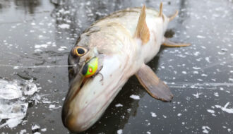 Рыба видит приманку, но не берет: как заставить хищника клюнуть зимой?