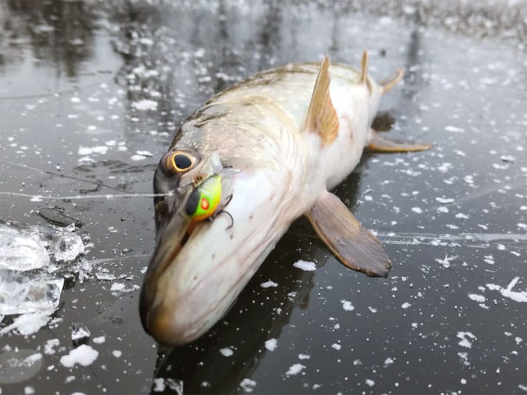 Рыба видит приманку, но не берет: как заставить хищника клюнуть зимой?