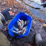 “Я в шоці”: рибалка знайшов місце з гігантськими окунями (відео)